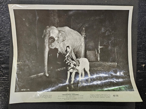 "The Bashful Elephant" Press Photo